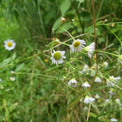 Erigeron annuus