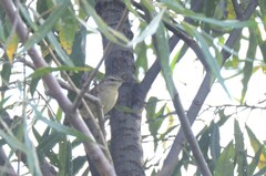 Phylloscopus fuscatus