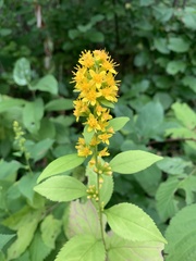 Solidago flexicaulis