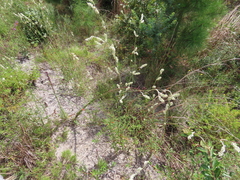 Froelichia floridana
