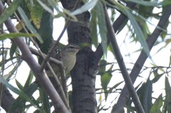 Phylloscopus fuscatus