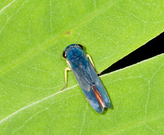 Cicadellinae