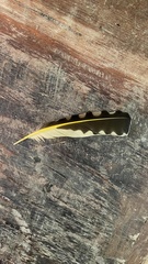 Colaptes auratus luteus