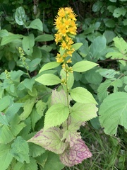 Solidago flexicaulis