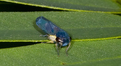 Cicadellinae