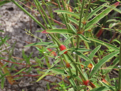 Froelichia floridana