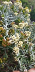 Helichrysum revolutum