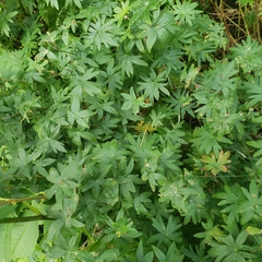 Geranium sibiricum