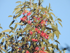 Eucalyptus leucoxylon
