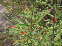 Froelichia floridana