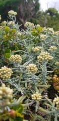 Helichrysum revolutum