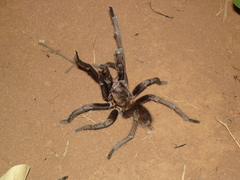 Acanthoscurria