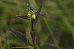 Pedicularis lanceolata