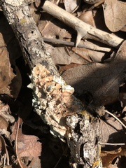 Punctelia bolliana