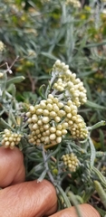 Helichrysum revolutum
