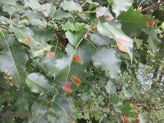 Gymnosporangium sabinae