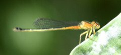 Arrenurus