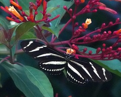 Heliconius charithonia