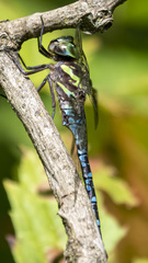 Aeshna verticalis