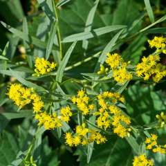 Euthamia graminifolia