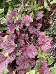 Heuchera