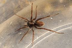 Pardosa agricola