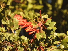 Tristerix corymbosus