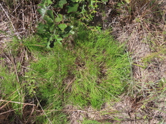 Dichanthelium aciculare
