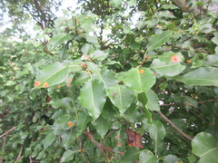 Gymnosporangium sabinae