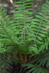 Polystichum setiferum