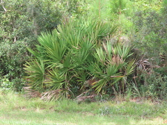 Serenoa repens