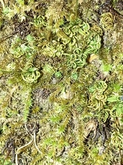 Tortella tortuosa