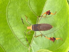 Anisoscelis foliaceus