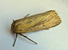 Nonagria typhae