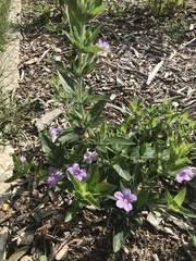 Ruellia humilis