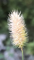 Phleum pratense