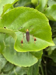 Anisoscelis foliaceus