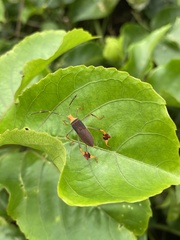 Anisoscelis foliaceus