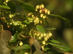 Aristotelia chilensis