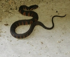 Nerodia fasciata