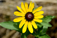 Rudbeckia missouriensis