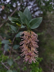 Ercilla spicata