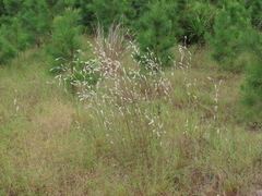 Froelichia floridana