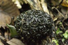 Symplocarpus foetidus