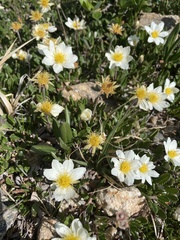 Dryas octopetala
