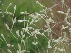 Froelichia floridana