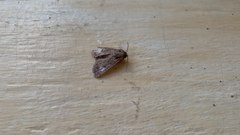 Noctuidae