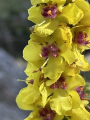 Verbascum nigrum