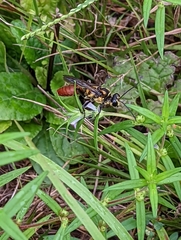 Sphex habenus
