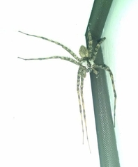 Dolomedes albineus